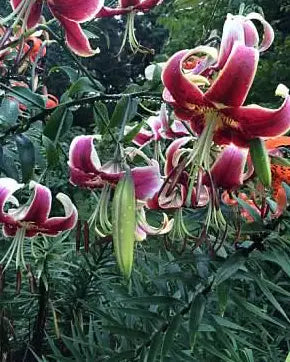 The Science of Flowers... I Mean Massage