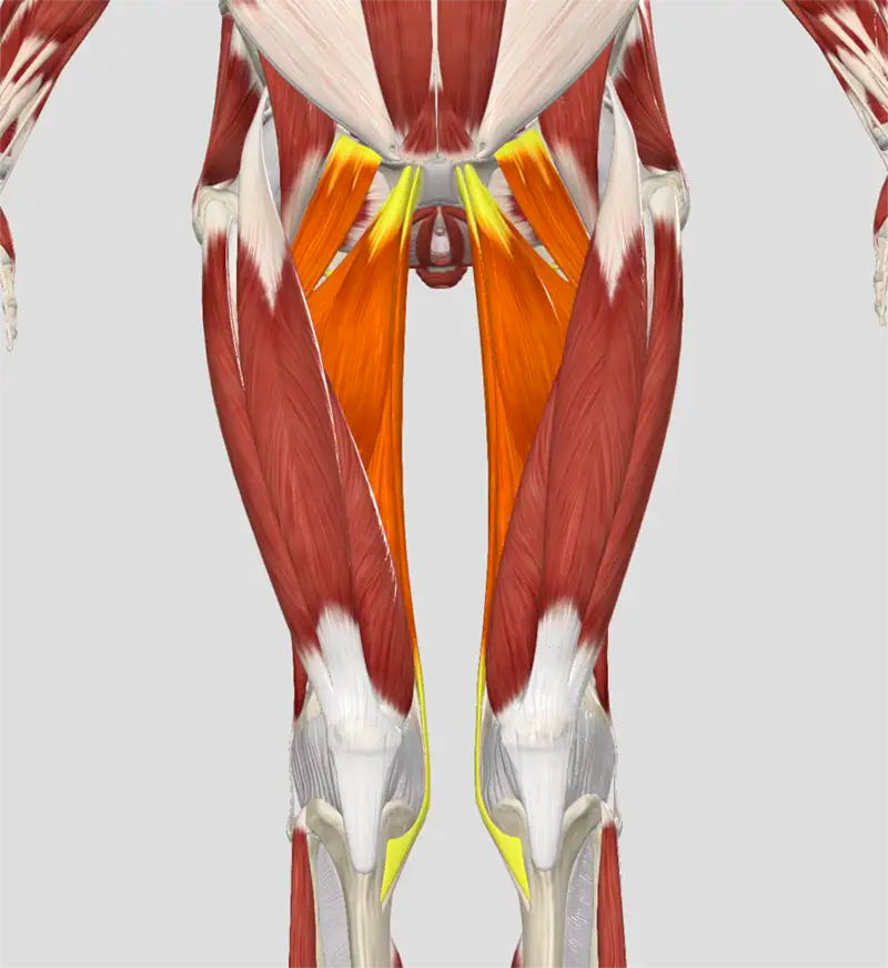 The Secret Life of Adductors
