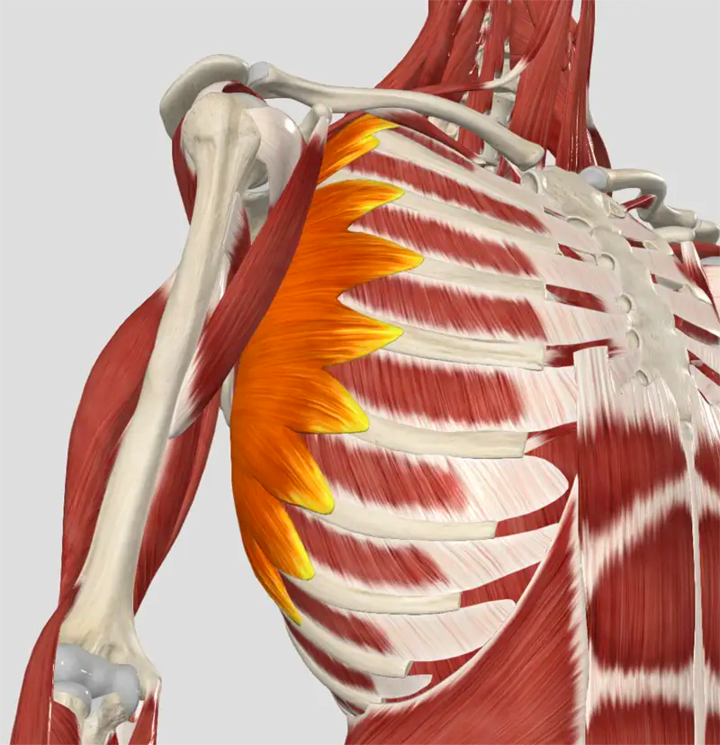 An Unexpected Perspective of the Serratus Anterior