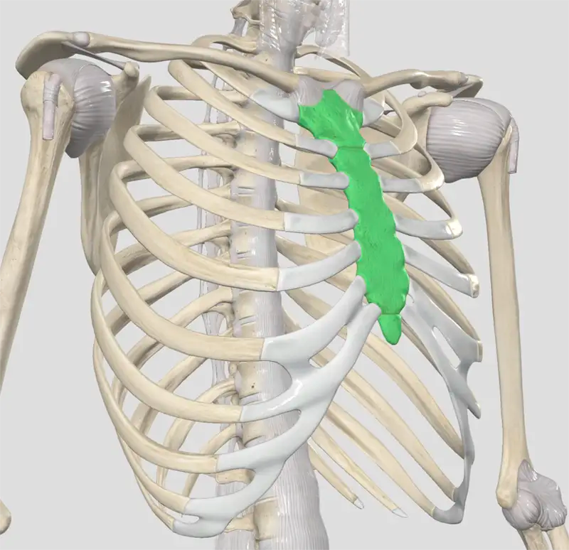An Ode (Kind Of) To The Sternum