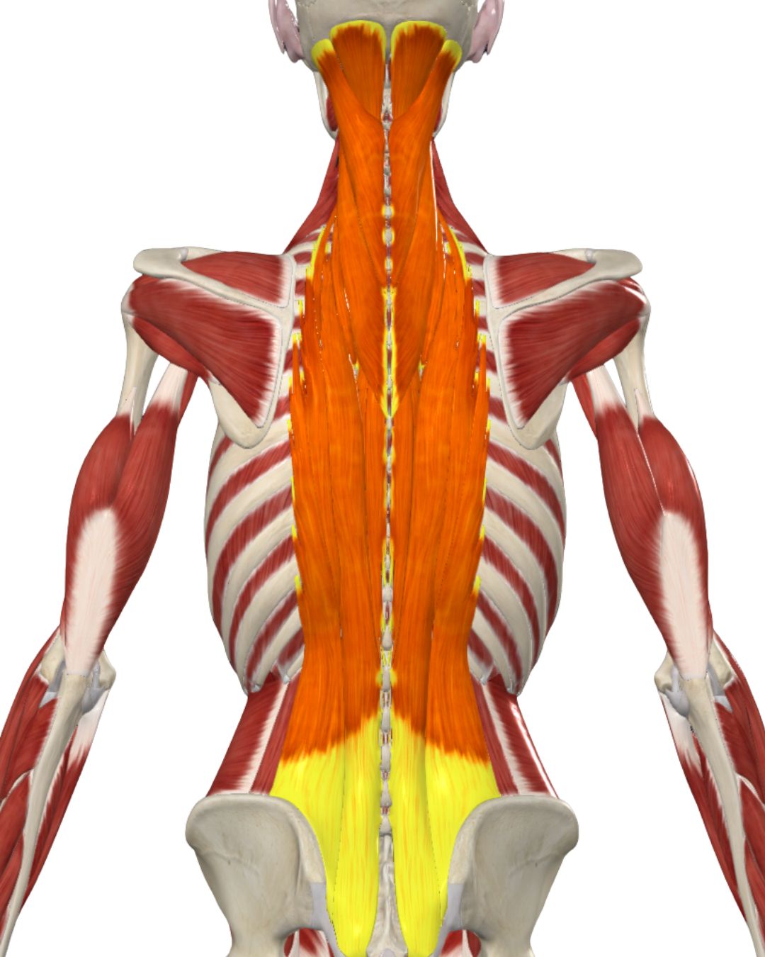 The Erector Spinae Group Massage Tutorial