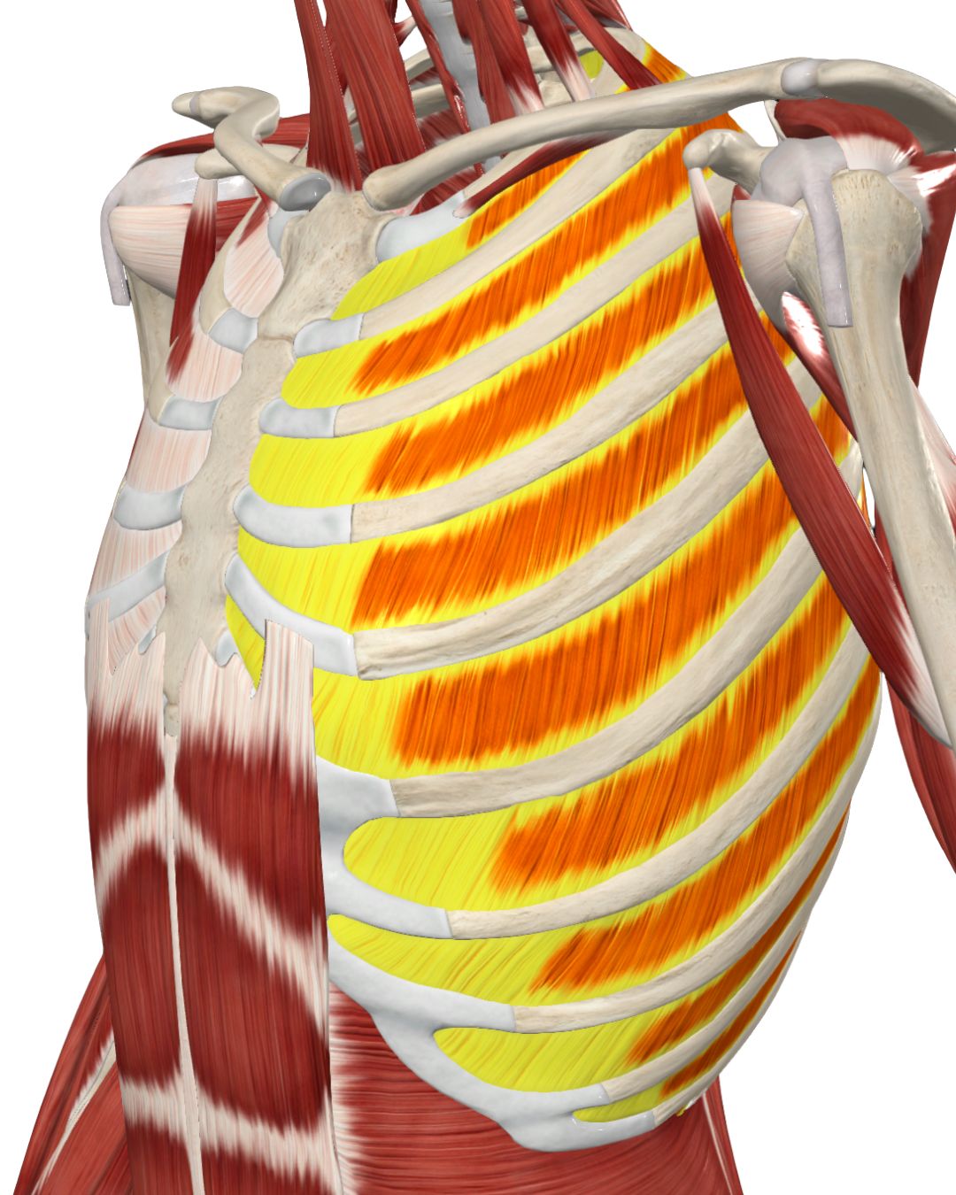 Intercostals Massage Tutorial