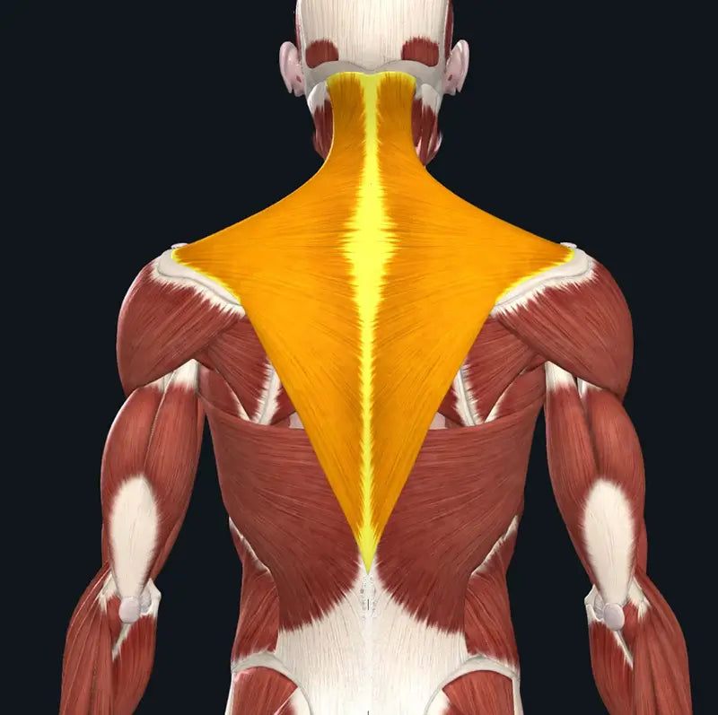 The Devil Is in the Details, the Trapezius