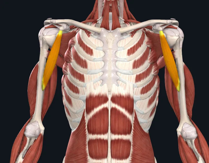 Nature vs. Nurture, the Coracobrachialis