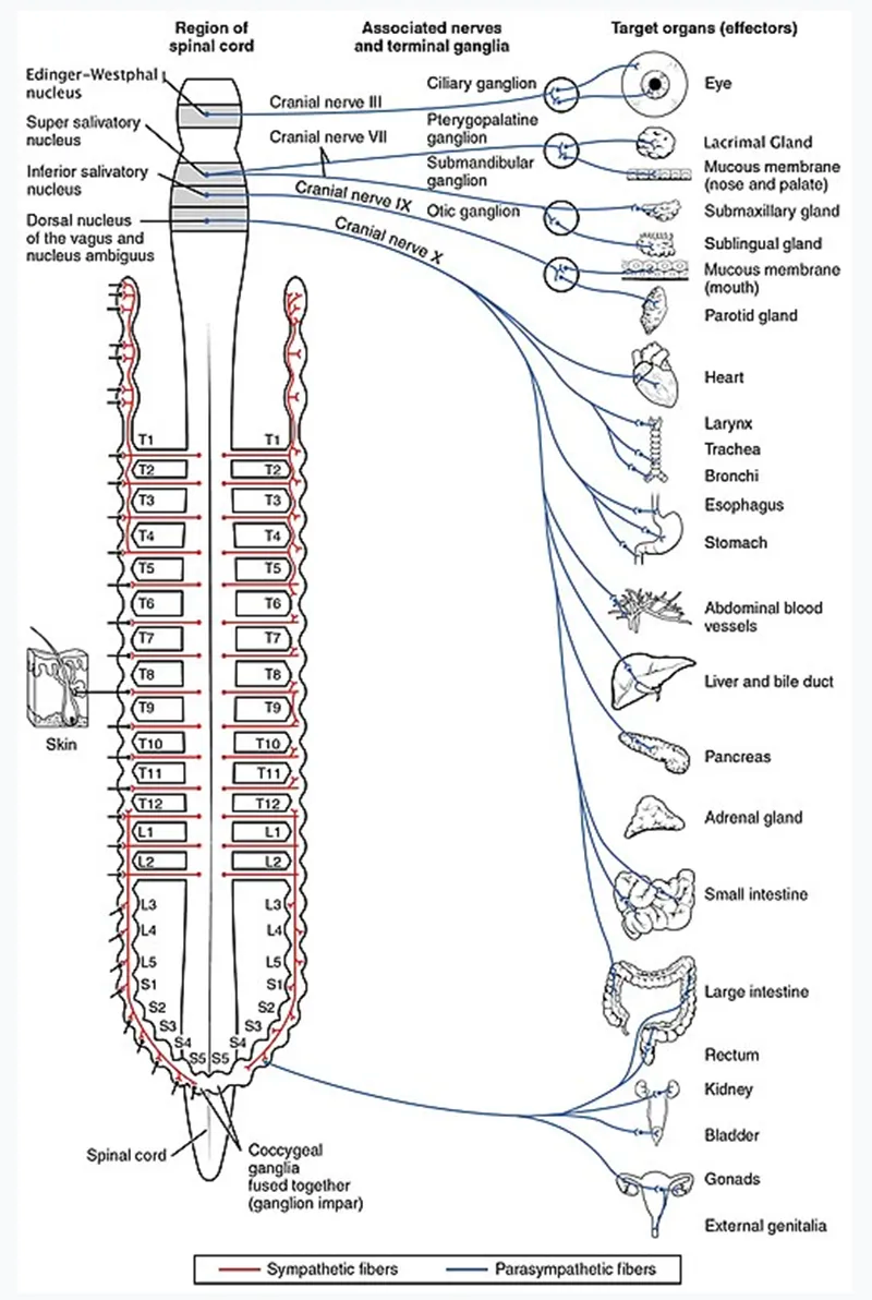 The Pendulum of #Wellness