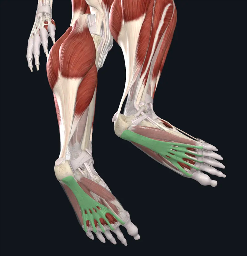 The Complicated Life of Plantar Fascia