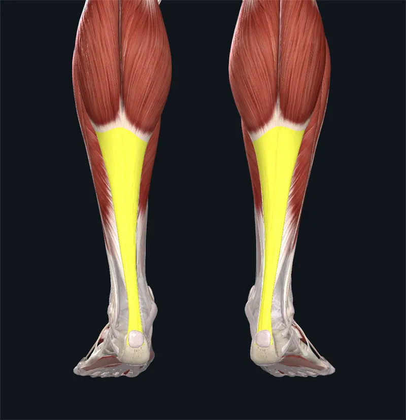 The Calf: Did Someone Say Achilles?