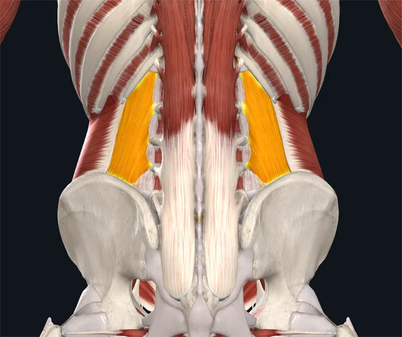 The Quadratus Lumborum, a Case of Youngest Child Syndrome