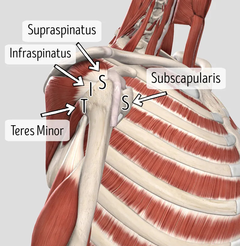 The Rotator Cuff and Pie Throwing