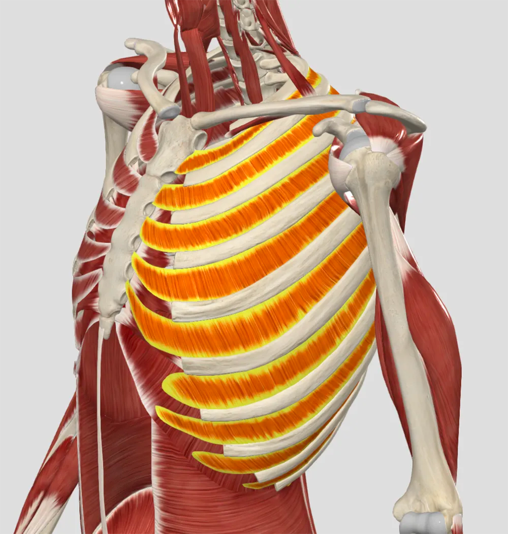 The Paradox of the Intercostals