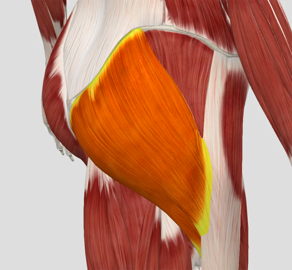 Untangling the Glute Max