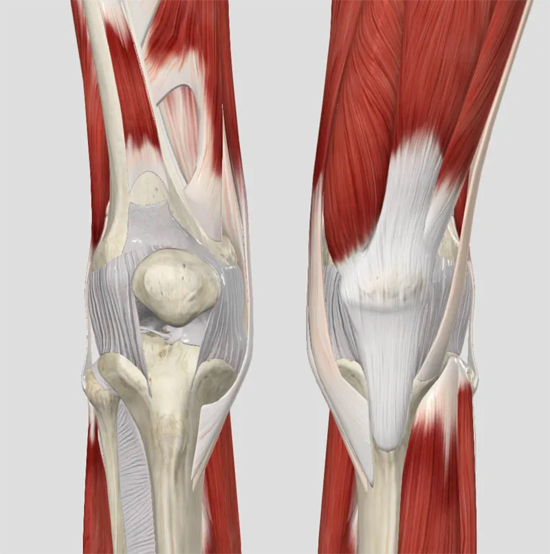 The Knee: A Jalopy Story