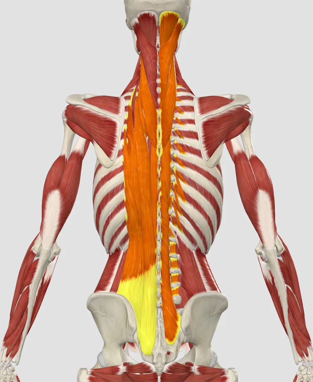 The Paraspinals Explained