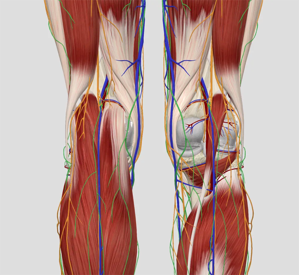 The House of Popliteal