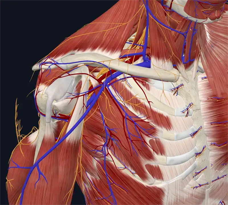 Dismantling Thoracic Outlet Syndrome
