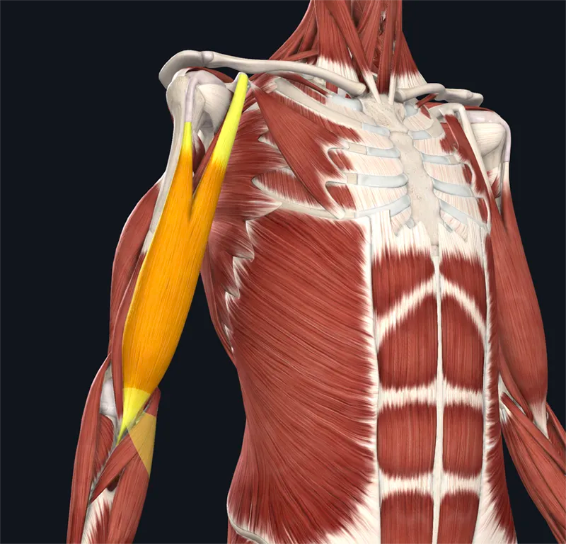 The Biceps Brachii: Smoke and Mirrors