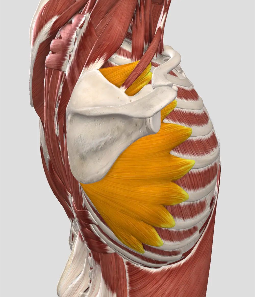 The Serratus Anterior: A Peek Through Rose-Colored Glasses