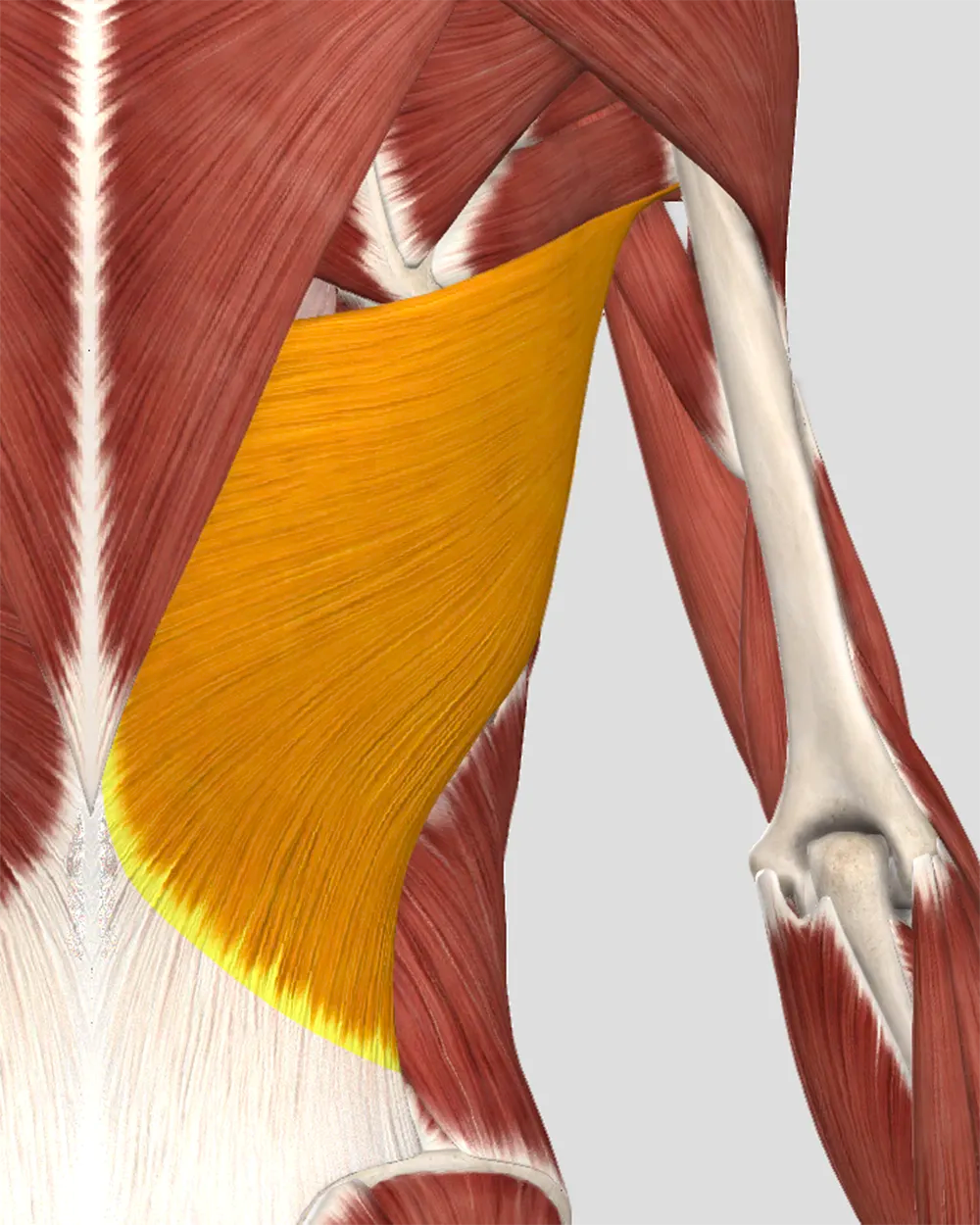 The Latissimus Dorsi - Fluidity Required