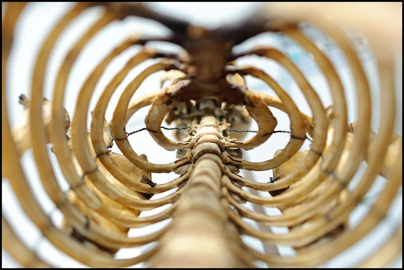 Rib Out? Where Did It Go?