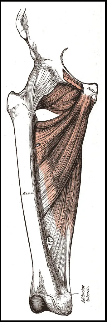 The Adductors: Lessons in Myology
