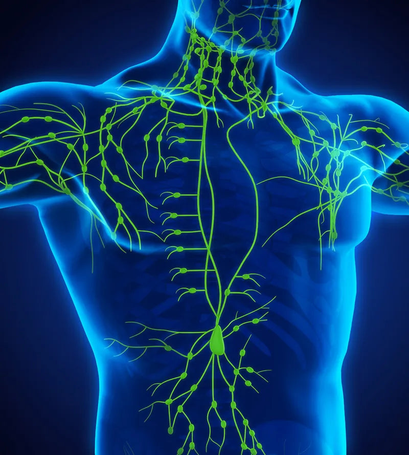 Delving Into the Lymphatic System