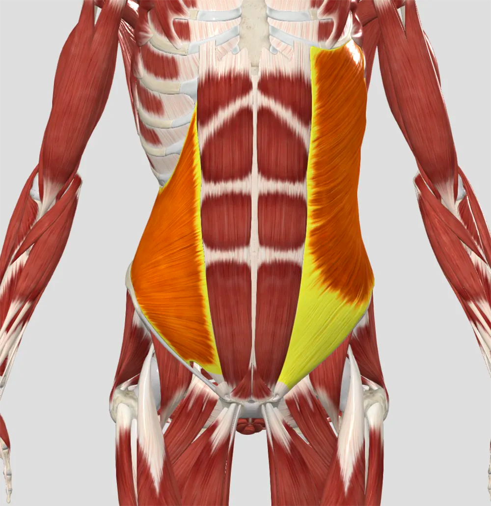 The Infinite Loop of the Obliques