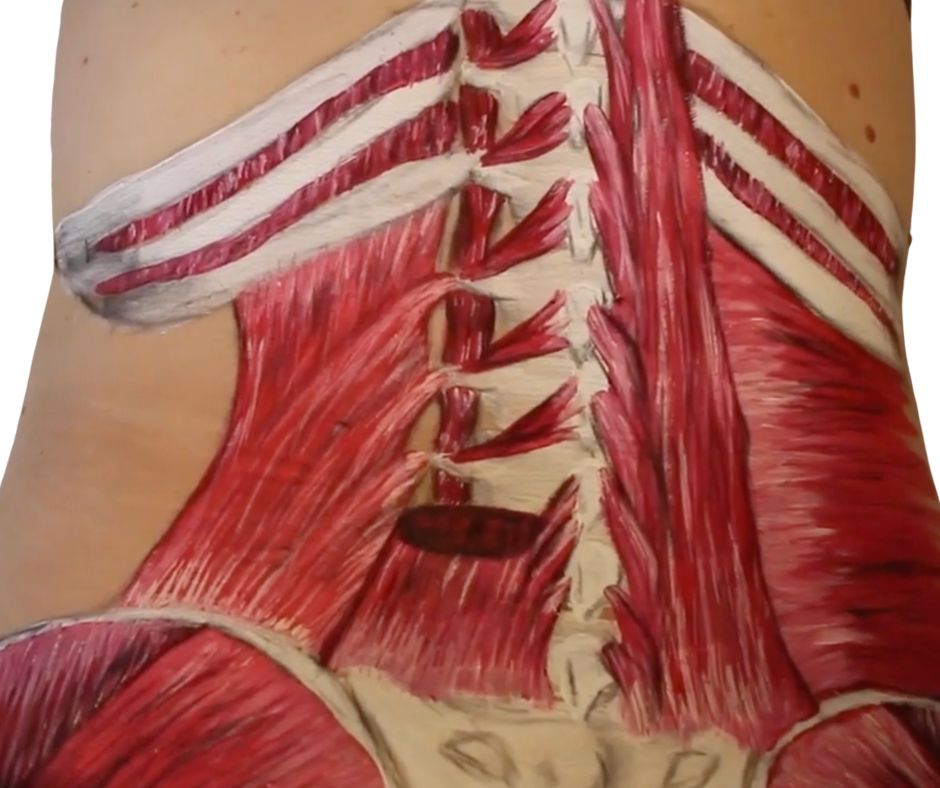 Quadratus Lumborum Massage Tutorial