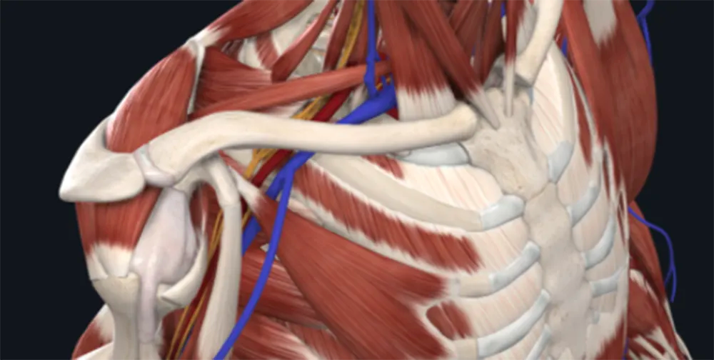Rebel Seminar Stream: Anatomy of the Thoracic Outlet