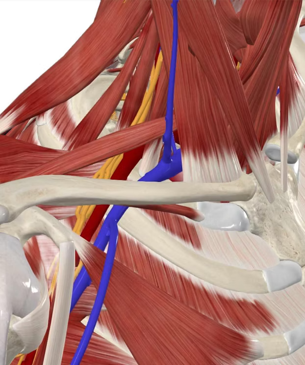 Thoracic Outlet Syndrome Massage Tutorial