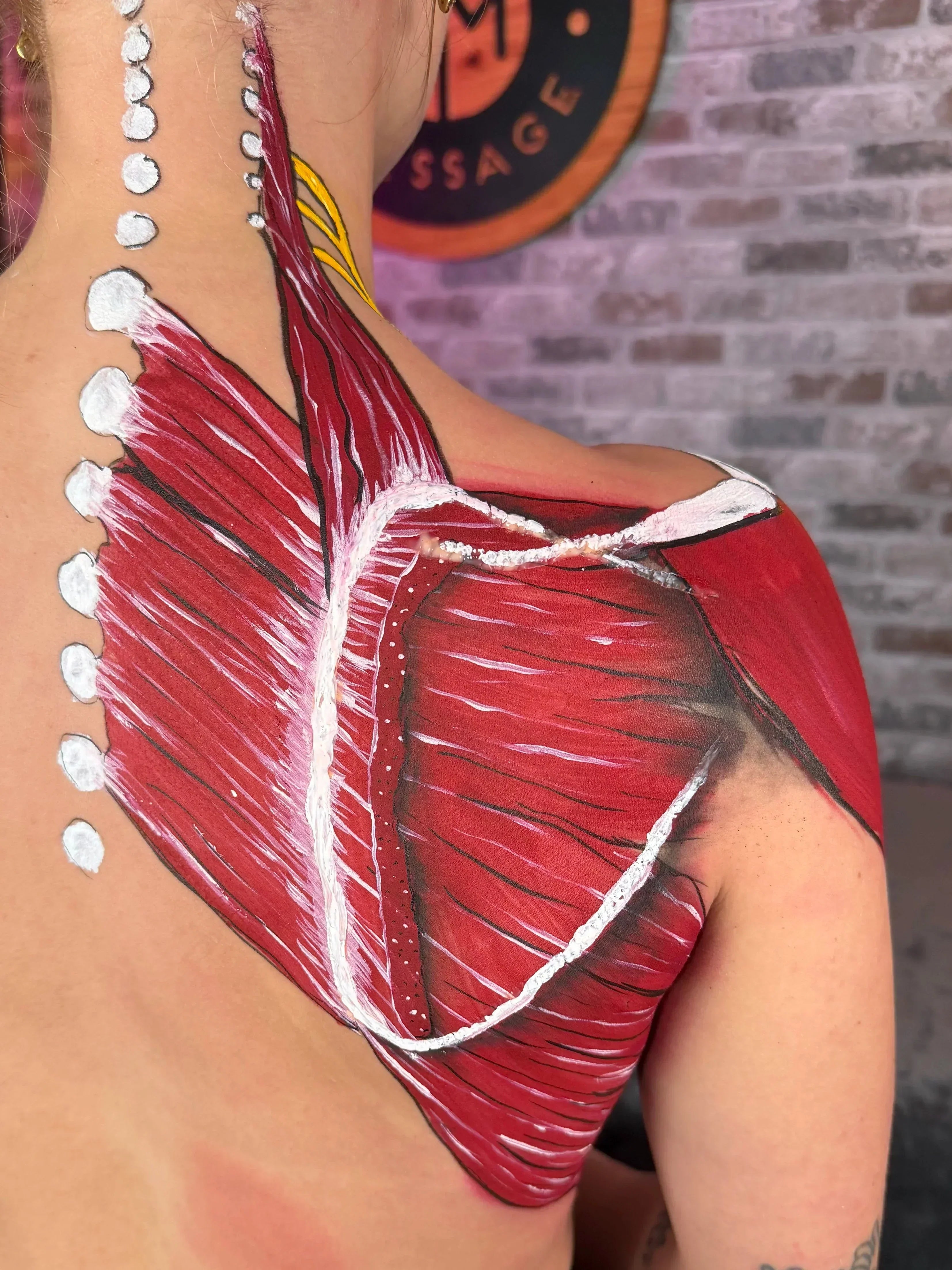 Scapular muscles showing serratus anterior and trapezius involved in force coupling and shoulder movement