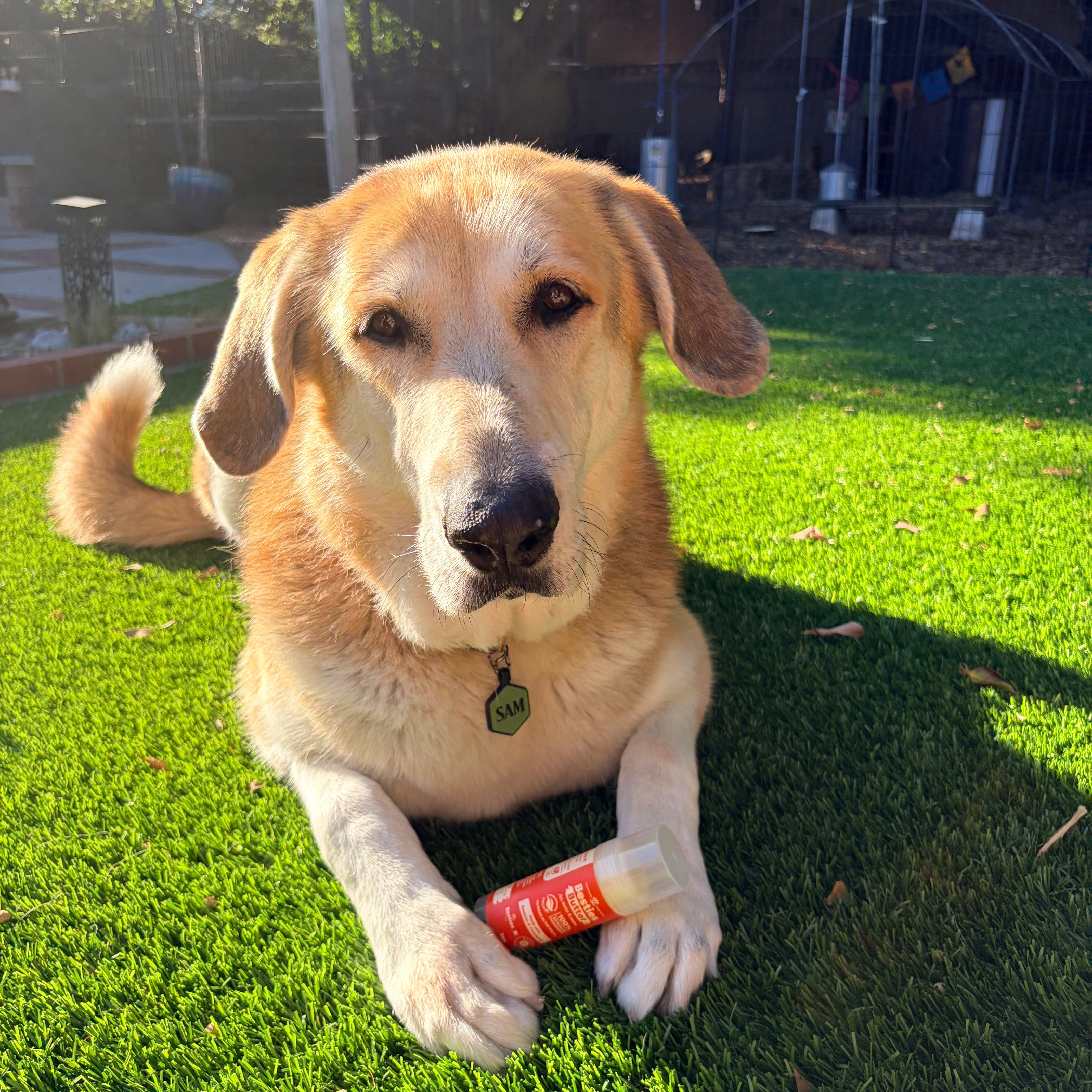 Besties Butter • Paw & Nose Balm for Dogs