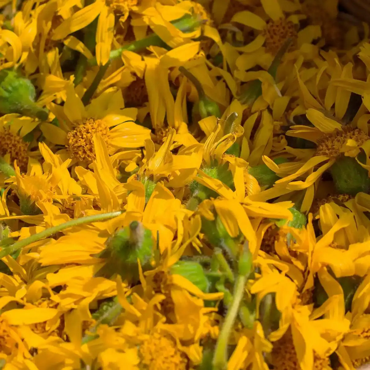 Panic Button - Natural Pain Salve