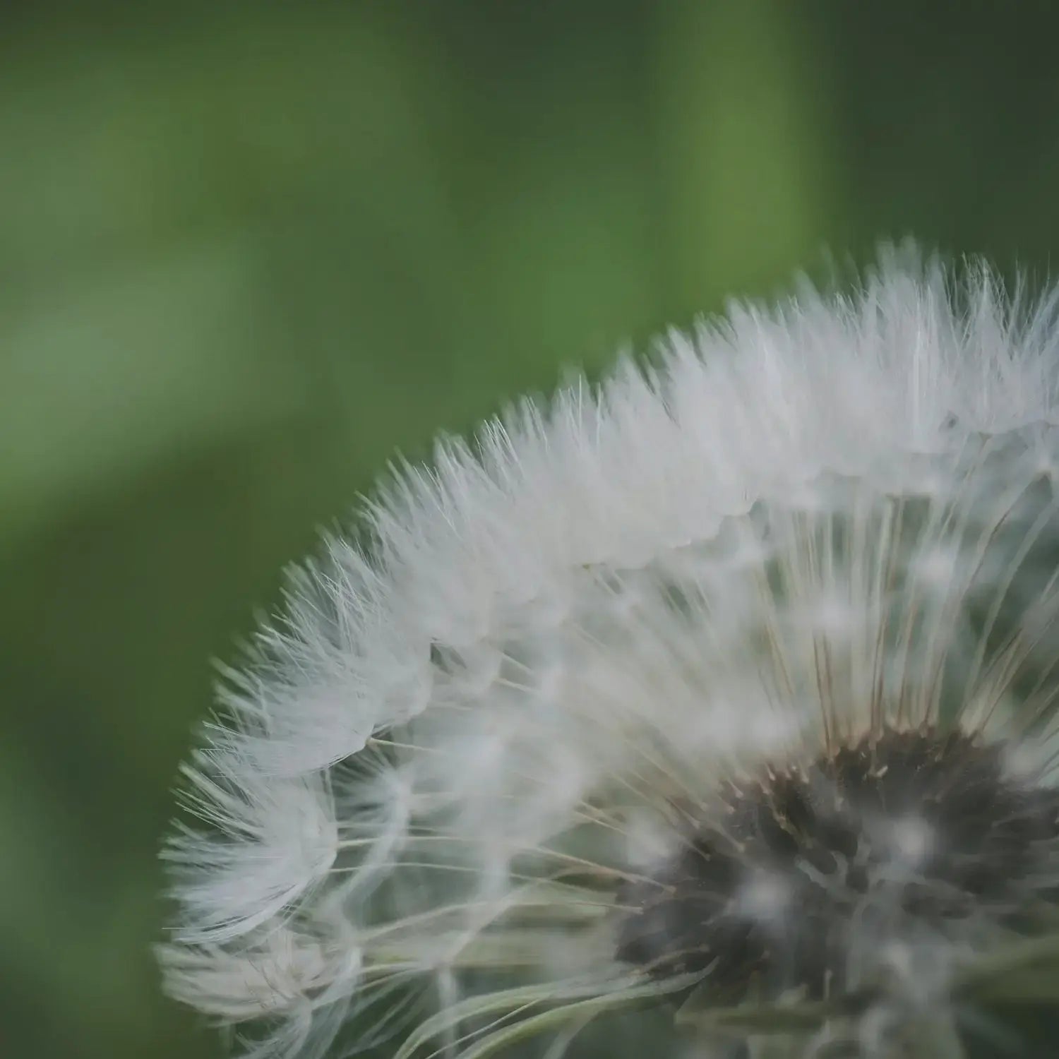 Total Meltdown • Ruth Butter Ginsburg