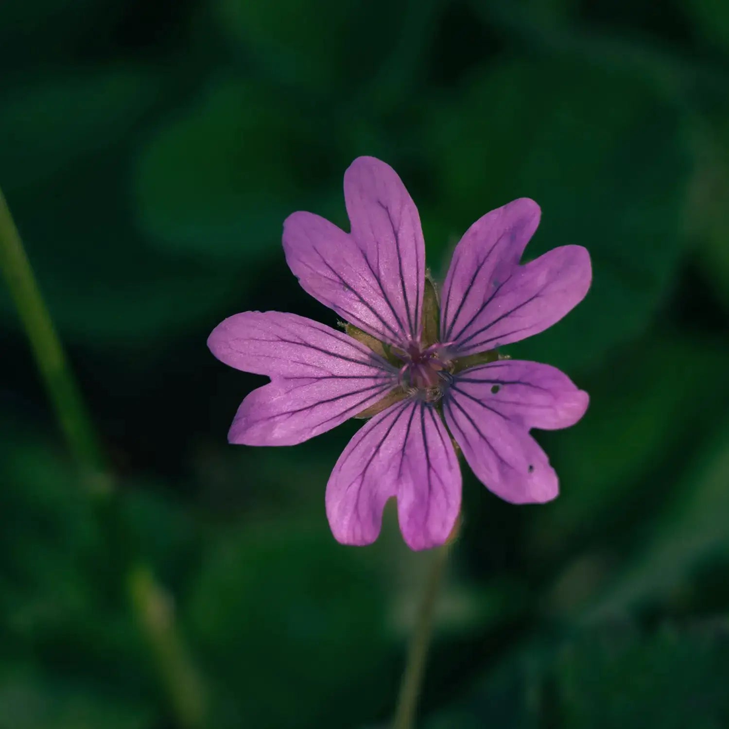 Total Meltdown • The Fault In Our Scars