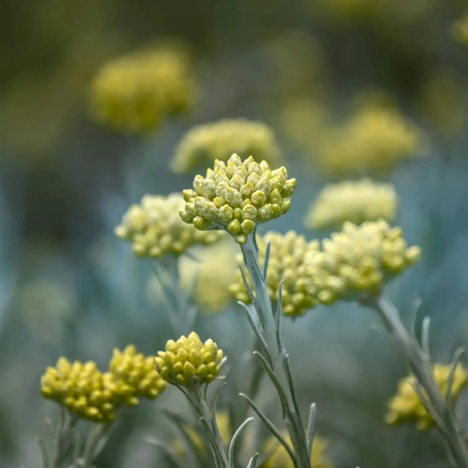 Total Meltdown • The Fault In Our Scars