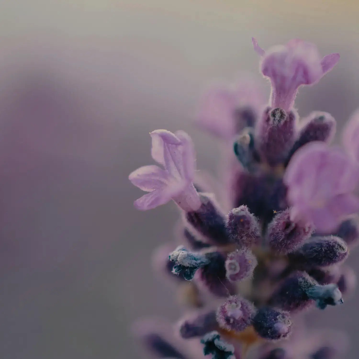 Get A Grip • Snore