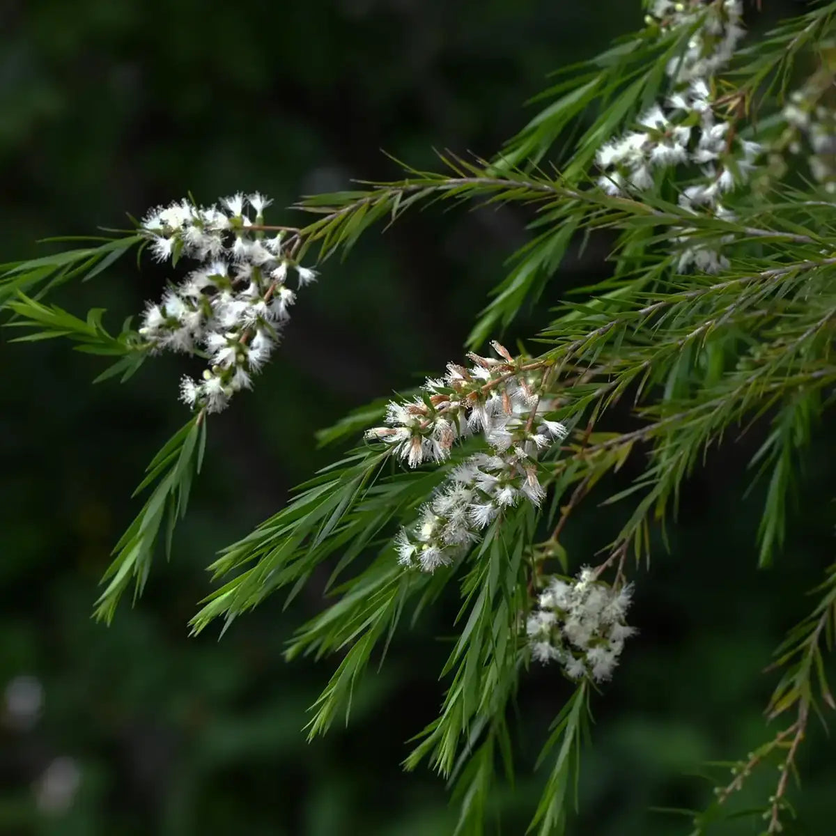 Total Meltdown • Sole Food