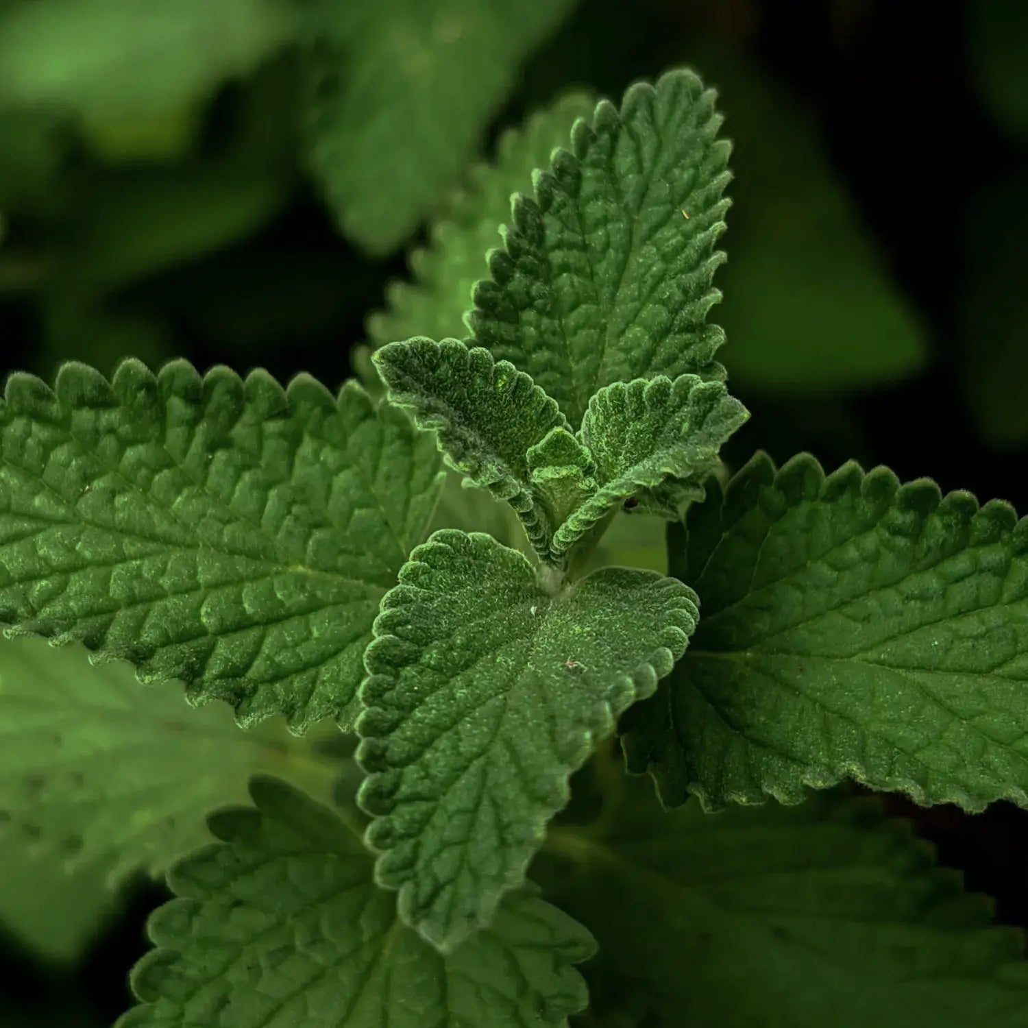 Total Meltdown • Sore Loser