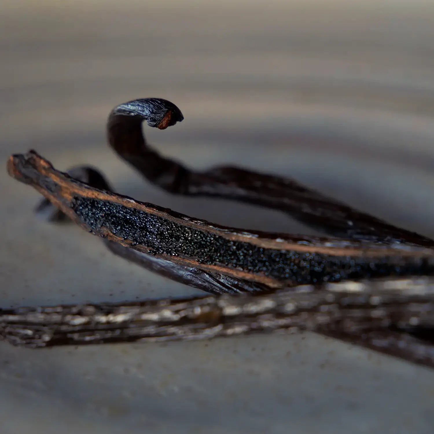 Beyond Oil • Beans & Roots