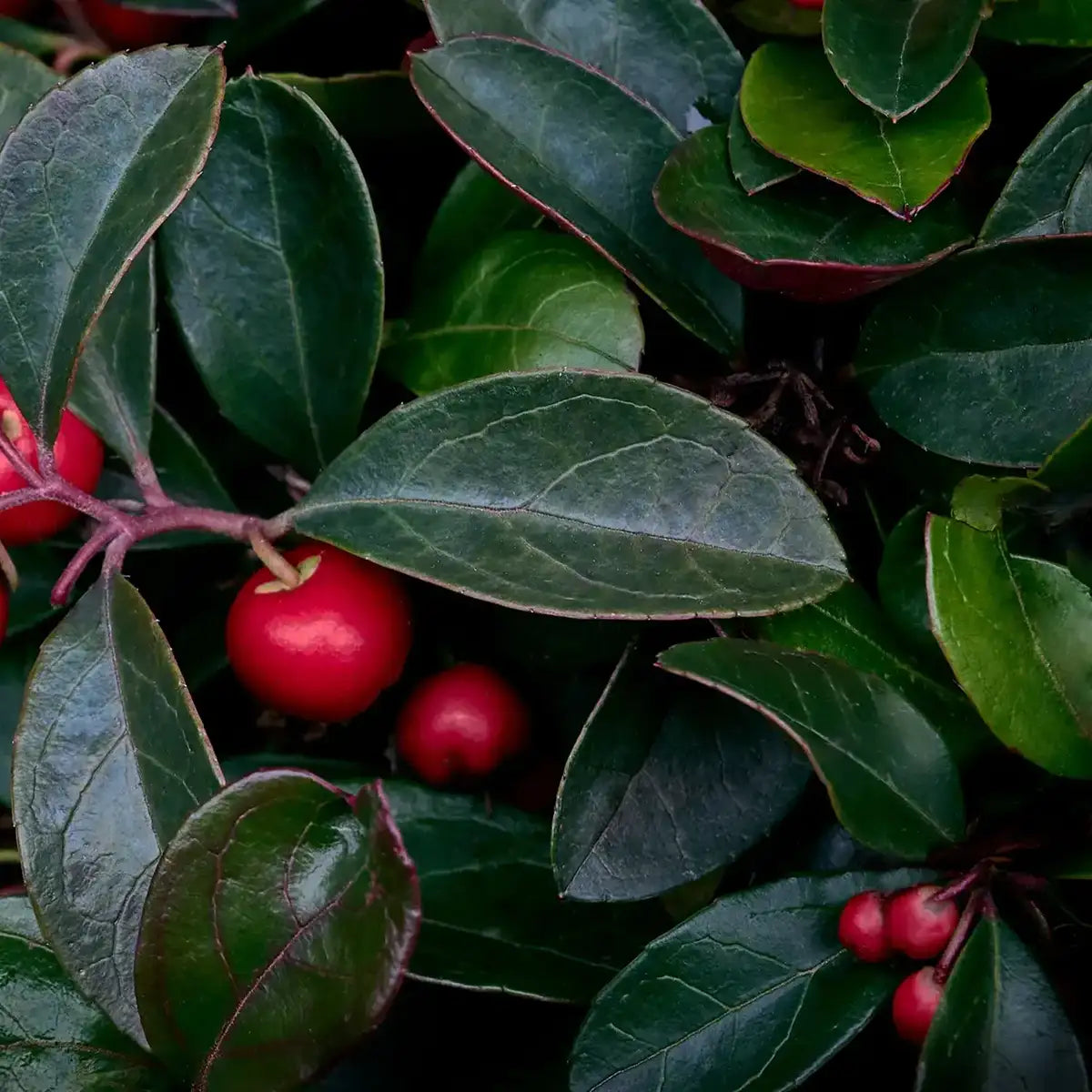 Get A Grip • For Your Inflammation